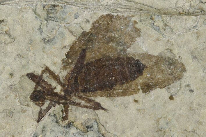 Fossil March Fly (Plecia) - Green River Formation #138484